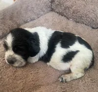 ARCHIE, a male English Springer Spaniel for sale in Sherwood, OR – 5 of 10
