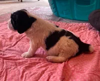 ARCHIE, a male English Springer Spaniel for sale in Sherwood, OR – 3 of 10
