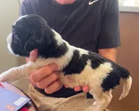 DASH, a male English Springer Spaniel for sale in Sherwood, OR – 10 of 10