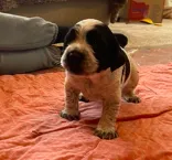 COLE – English Springer Spaniel puppy for sale in Sherwood, OR