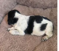 ARCHIE, a male English Springer Spaniel for sale in Sherwood, OR – 8 of 10