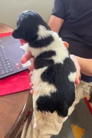DASH, a male English Springer Spaniel for sale in Sherwood, OR – 5 of 10