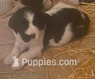 PIPPA – English Springer Spaniel puppy for sale in Sherwood, OR