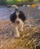 RILEY, a male English Springer Spaniel for sale in Sherwood, OR – 3 of 8