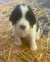 RILEY, a male English Springer Spaniel for sale in Sherwood, OR – 8 of 8