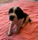 EBONY, a female English Springer Spaniel for sale in Sherwood, OR – 7 of 9
