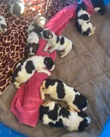 Arrow, a male English Springer Spaniel for sale in Sherwood, OR – 6 of 6