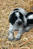 ACE – English Springer Spaniel puppy for sale in Sherwood, OR