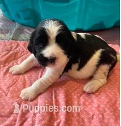 PIPPA – English Springer Spaniel puppy for sale in Sherwood, OR