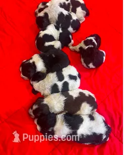 COLE – English Springer Spaniel puppy for sale in Sherwood, OR