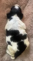 ARCHIE, a male English Springer Spaniel for sale in Sherwood, OR – 9 of 10