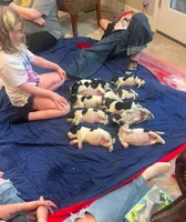 ACE, a male English Springer Spaniel for sale in Sherwood, OR – 3 of 5