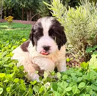 RILEY, a male English Springer Spaniel for sale in Sherwood, OR – 2 of 8