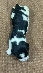 COLE – English Springer Spaniel puppy for sale in Sherwood, OR