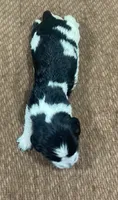 COLE, a male English Springer Spaniel for sale in Sherwood, OR – 1 of 1