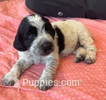 ACE – English Springer Spaniel puppy for sale in Sherwood, OR