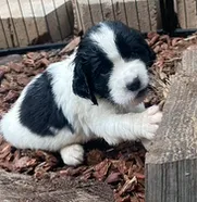 RICKY – English Springer Spaniel puppy for sale in Sherwood, OR