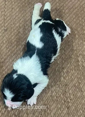 Pippy – English Springer Spaniel puppy for sale in Sherwood, OR