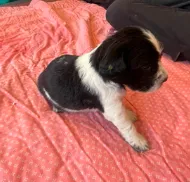 EBONY, a female English Springer Spaniel for sale in Sherwood, OR – 2 of 9