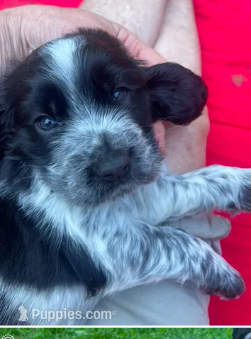 COLE – English Springer Spaniel puppy for sale in Sherwood, OR