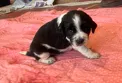 EBONY – English Springer Spaniel puppy for sale in Sherwood, OR