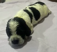 Quatro, a male English Springer Spaniel for sale in Sherwood, OR – 2 of 7
