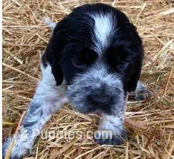 COLE – English Springer Spaniel puppy for sale in Sherwood, OR
