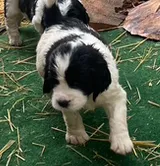 RILEY, a male English Springer Spaniel for sale in Sherwood, OR – 6 of 8