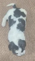 Puzzle – English Springer Spaniel puppy for sale in Sherwood, OR