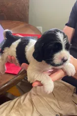 DASH – English Springer Spaniel puppy for sale in Sherwood, OR