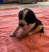 EBONY – English Springer Spaniel puppy for sale in Sherwood, OR