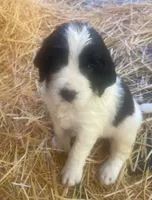 RILEY, a male English Springer Spaniel for sale in Sherwood, OR – 4 of 8