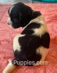 DASH – English Springer Spaniel puppy for sale in Sherwood, OR