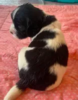 DASH, a male English Springer Spaniel for sale in Sherwood, OR – 1 of 10