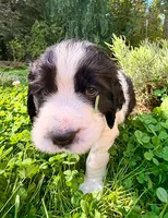 RILEY, a male English Springer Spaniel for sale in Sherwood, OR – 5 of 8