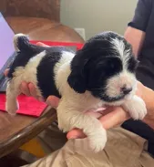 DASH, a male English Springer Spaniel for sale in Sherwood, OR – 8 of 10