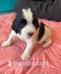 ARCHIE – English Springer Spaniel puppy for sale in Sherwood, OR