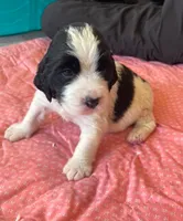 ARCHIE, a male English Springer Spaniel for sale in Sherwood, OR – 1 of 10