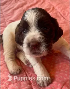 CINNAMON – English Springer Spaniel puppy for sale in Sherwood, OR
