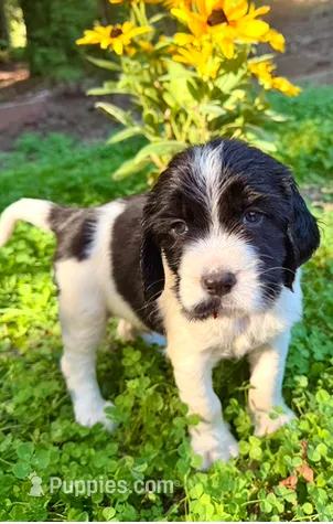 DASH – English Springer Spaniel puppy for sale in Sherwood, OR
