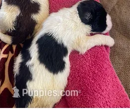 ACE – English Springer Spaniel puppy for sale in Sherwood, OR