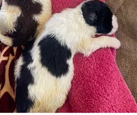 ACE, a male English Springer Spaniel for sale in Sherwood, OR – 1 of 5