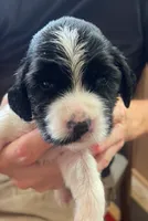 DASH, a male English Springer Spaniel for sale in Sherwood, OR – 2 of 10