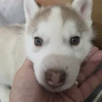 Squeaky, a male Siberian Husky for sale in Hinsdale, NH – Photo 4 of 9