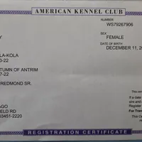 Squeaky, a male Siberian Husky for sale in Hinsdale, NH – Photo 6 of 9