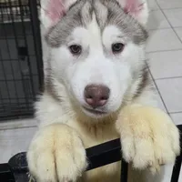 Squeaky, a male Siberian Husky for sale in Hinsdale, NH – Photo 1 of 9