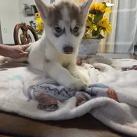 Squeaky, a male Siberian Husky for sale in Hinsdale, NH – Photo 3 of 9