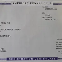 Squeaky, a male Siberian Husky for sale in Hinsdale, NH – Photo 5 of 9