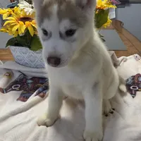 Squeaky, a male Siberian Husky for sale in Hinsdale, NH – Photo 2 of 9