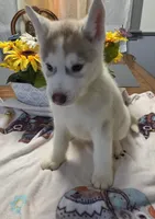 processed/4d0fc4be-0fd3-4c09-b2ae-7c0e9e8a03c6/listing/411b83a9-6085-4c1f-b075-0e227623f0c1/ac50a854-1562-4272-94b8-bdc015c6ccf2